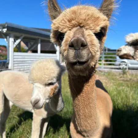 Mit Alpaka Blick דירה