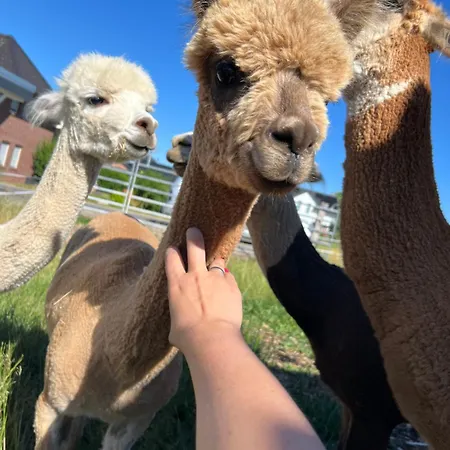 דירה Mit Alpaka Blick