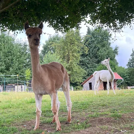 Mit Alpaka Blick Lejlighed