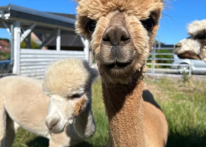 Mit Alpaka Blick شقة