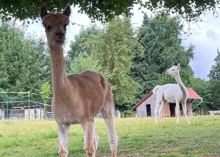 Mit Alpaka Blick شقة